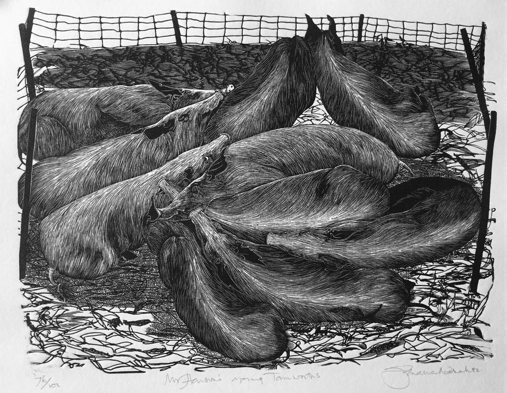 Mr Hensons Young Tamworths