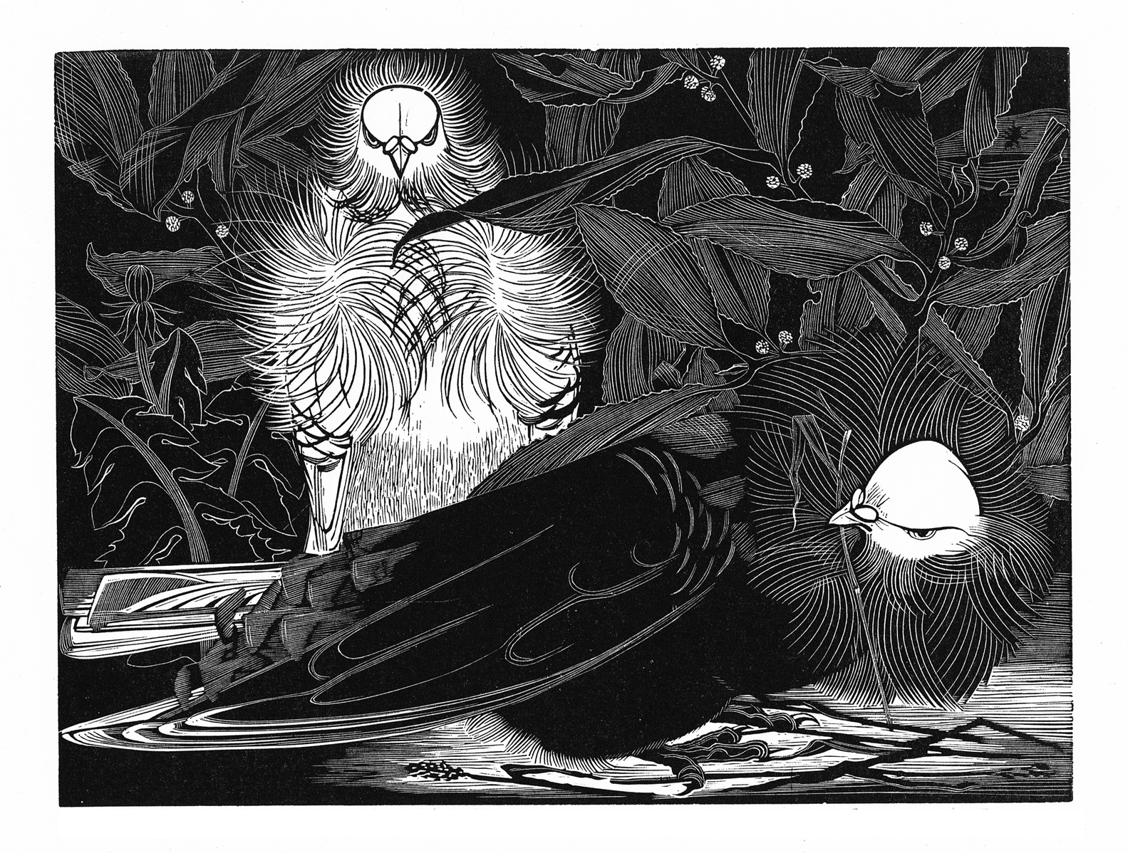 Jacobins in a Bay Tree