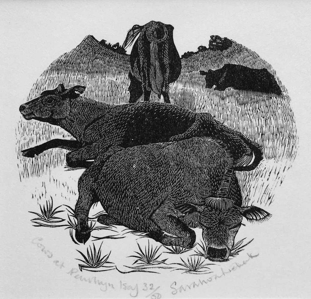 Cattle at Penryrn Isaf