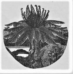 Trebah Tree Fern