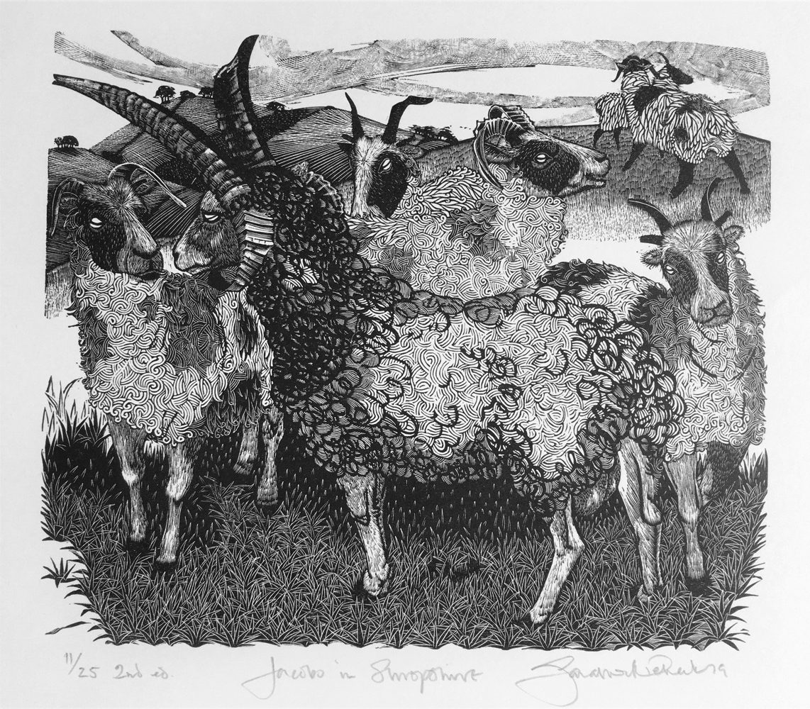 Jacobs in Shropshire